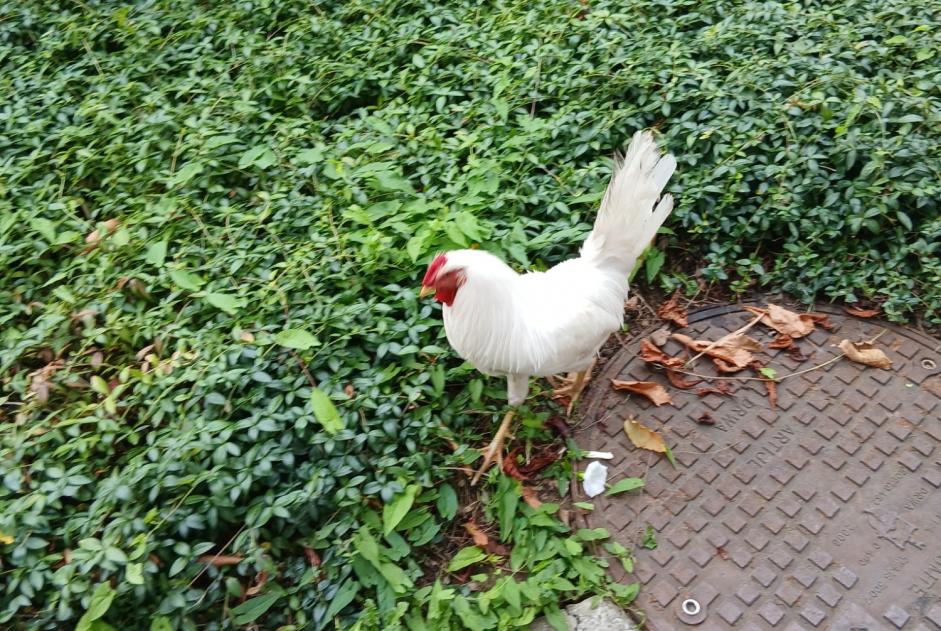 Discovery alert Bird Unknown Jette Belgium Discovery alert Bird Unknown Jette Belgium
