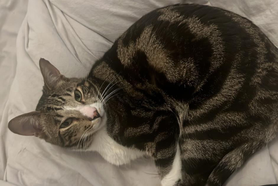 Disappearance alert Cat miscegenation Male , 5 years Ixelles Belgium