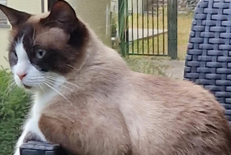 Disappearance alert Cat miscegenation Female , 2 years Gerpinnes Belgium Disappearance alert Cat miscegenation Female , 2 years Gerpinnes Belgium