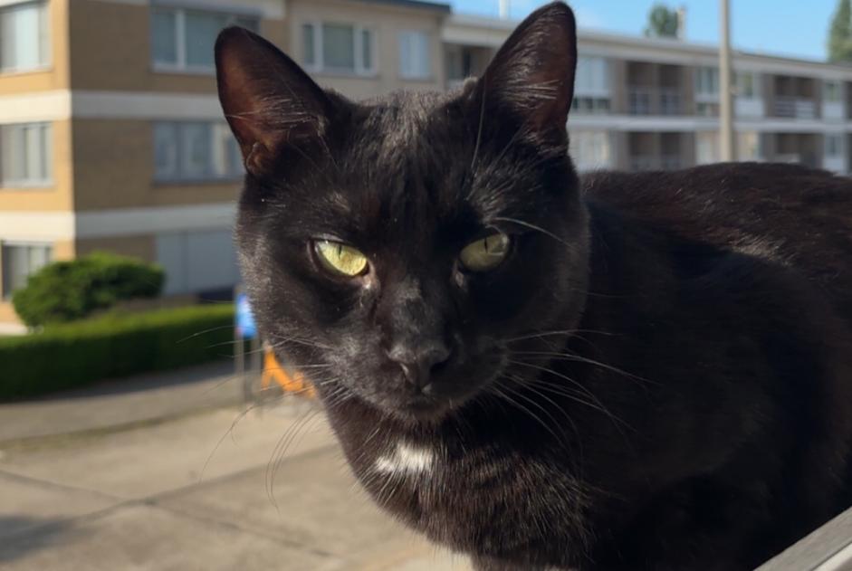 Alerta de Desaparición Gato Macho , 3 años Antwerp Bélgica