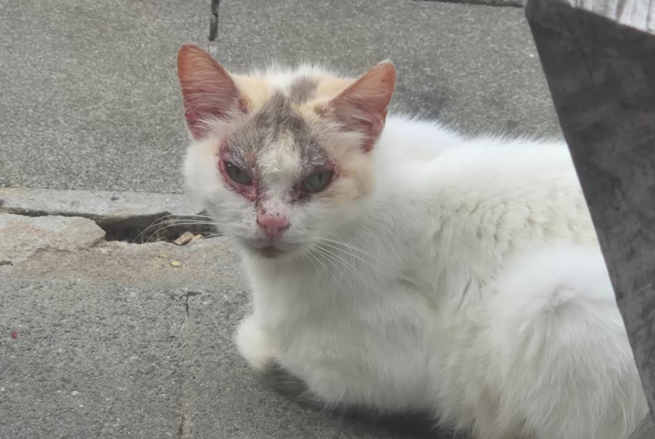 Alerta de Hallazgo Gato Desconocido Comines-Warneton Bélgica Alerta de Hallazgo Gato Desconocido Comines-Warneton Bélgica
