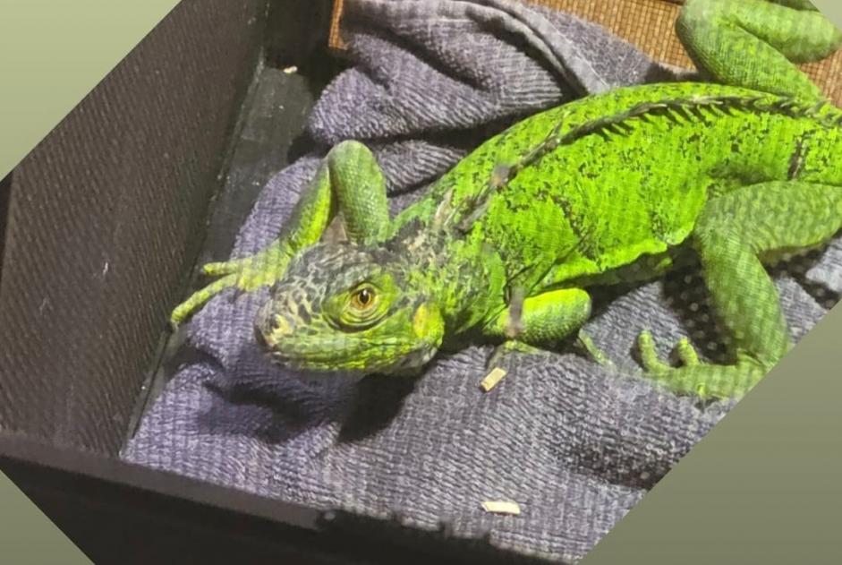 Alerte Disparition Autre reptile Mâle , 2023 ans Wuustwezel Belgique