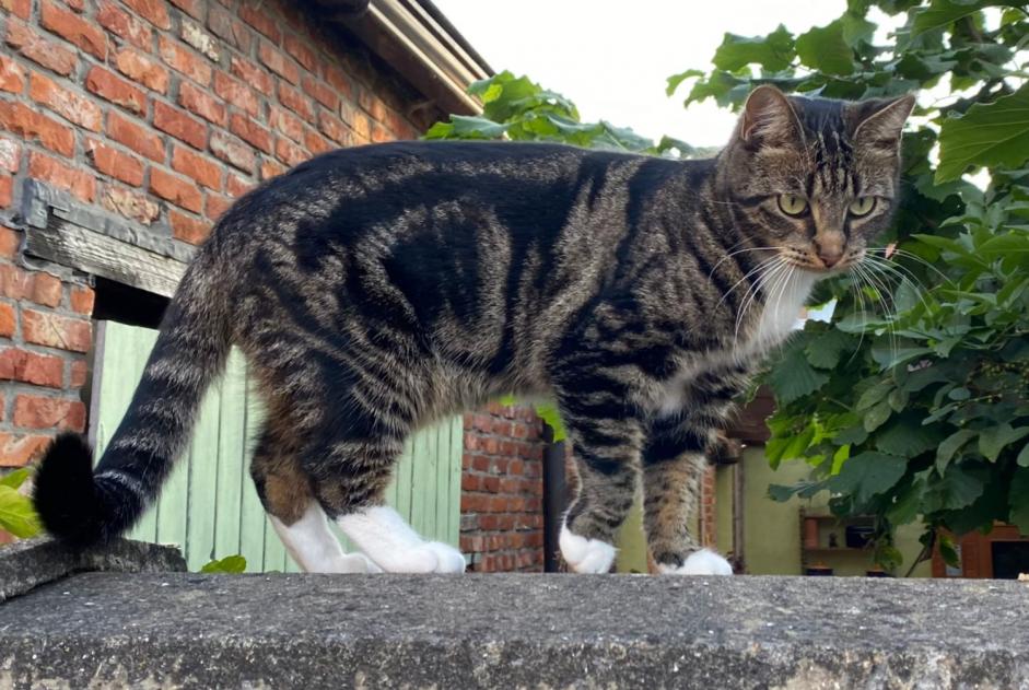 Alerte Disparition Chat Femelle , 4 ans Antwerpen Belgique Alerte Disparition Chat Femelle , 4 ans Antwerpen Belgique