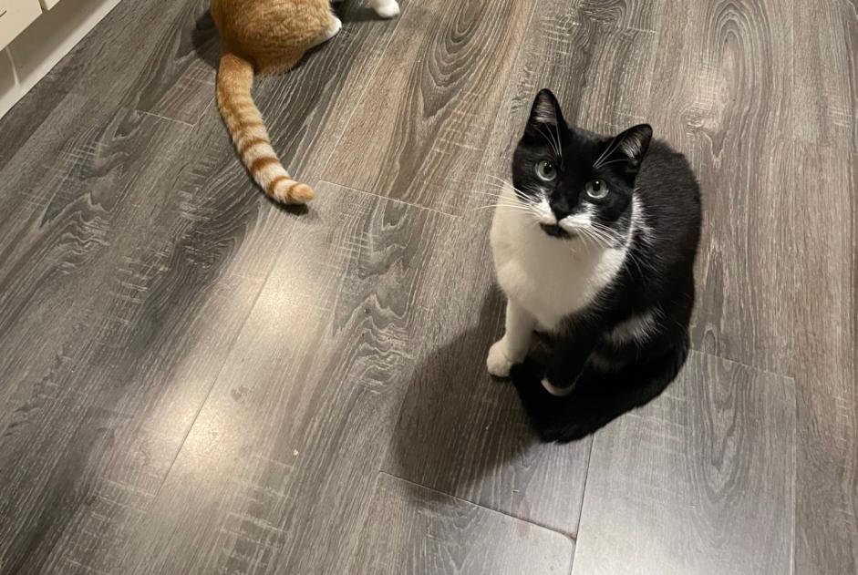 Alerte Disparition Chat  Femelle , 3 ans Jodoigne Belgique