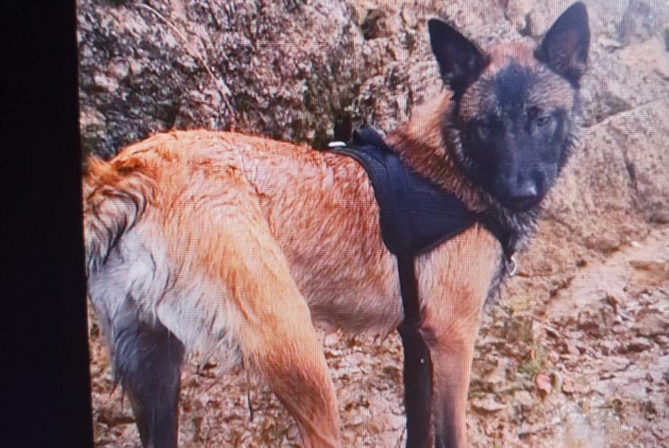 Alerte Disparition Chien Mâle , 10 ans Somme-Leuze Belgique Alerte Disparition Chien Mâle , 10 ans Somme-Leuze Belgique