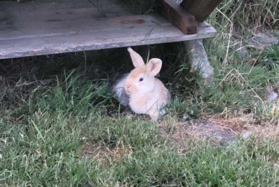 Alerte Découverte Lapin Mâle Charleroi Belgique