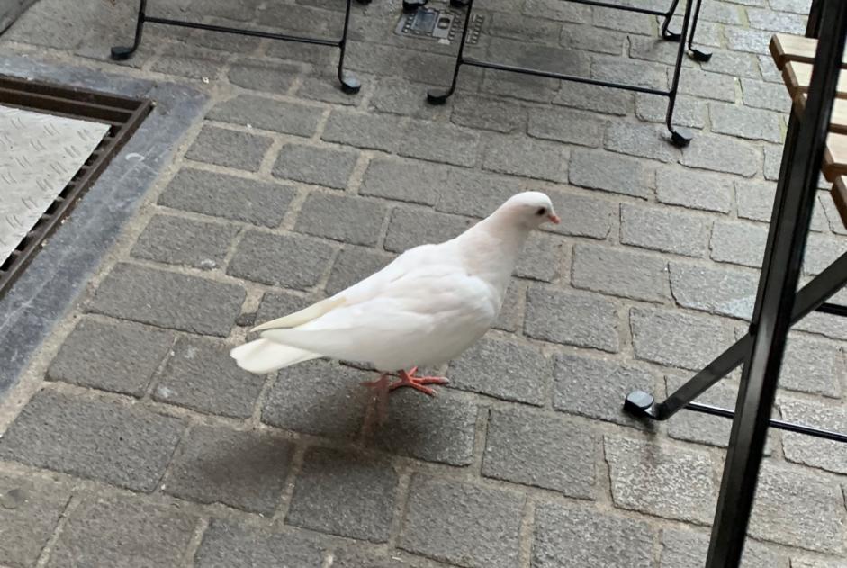 Alerte Découverte Oiseau Inconnu Antwerpen Belgique