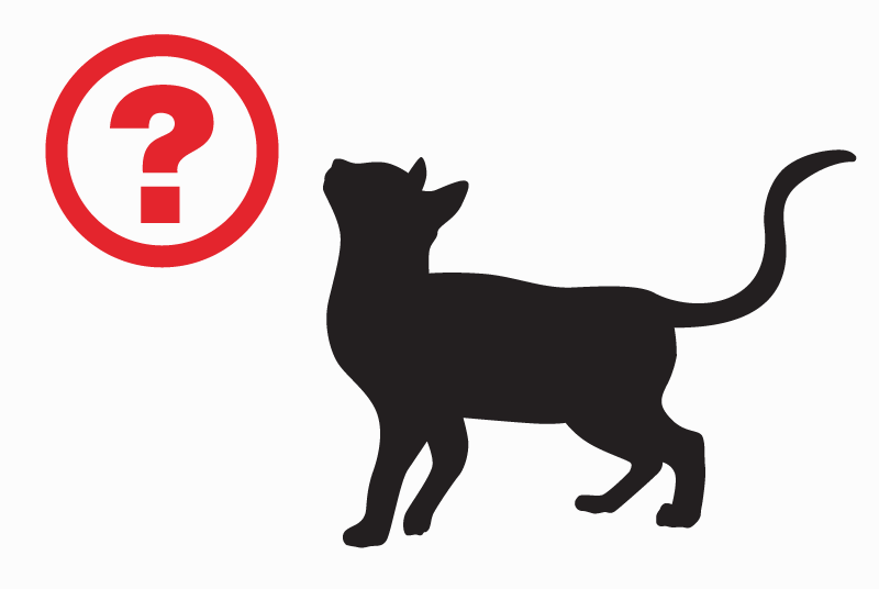 Disappearance alert Cat miscegenation Male , 5 years Heist-op-den-Berg Belgium