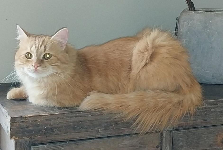 Avviso scomparsa Gatto Maschio , 1 anni Rebecq Belgio