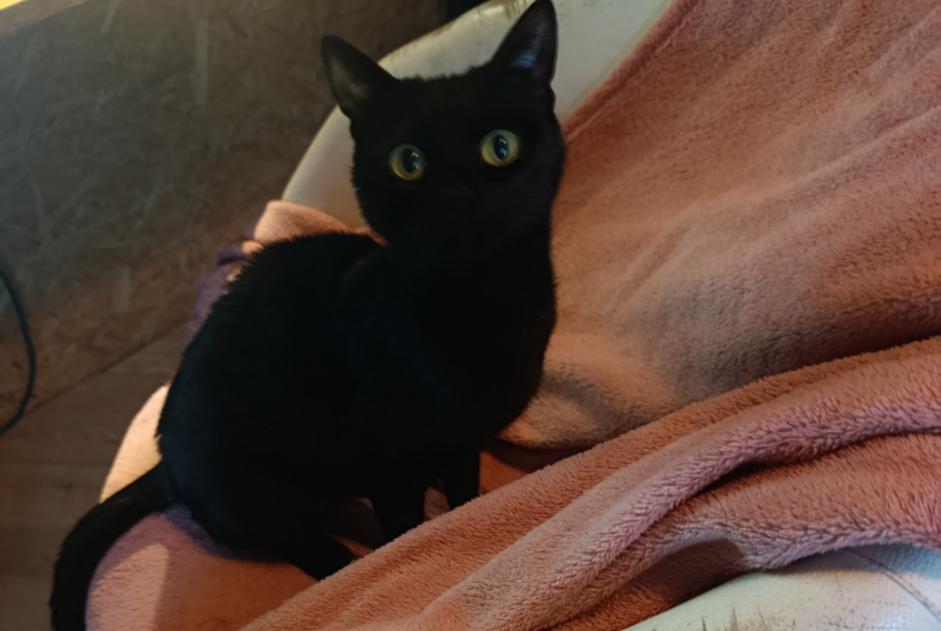 Avviso scomparsa Gatto Femmina , 2 anni Braine-le-Château Belgio Avviso scomparsa Gatto Femmina , 2 anni Braine-le-Château Belgio
