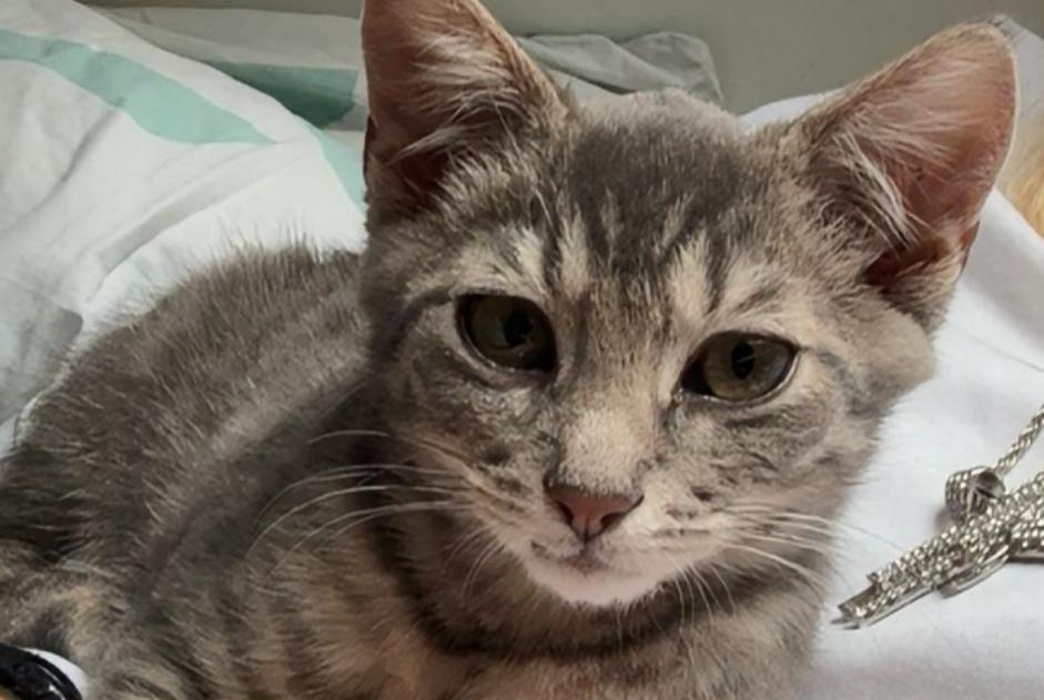 Avviso scomparsa Gatto Femmina , 0 anni Wavre Belgio Avviso scomparsa Gatto Femmina , 0 anni Wavre Belgio