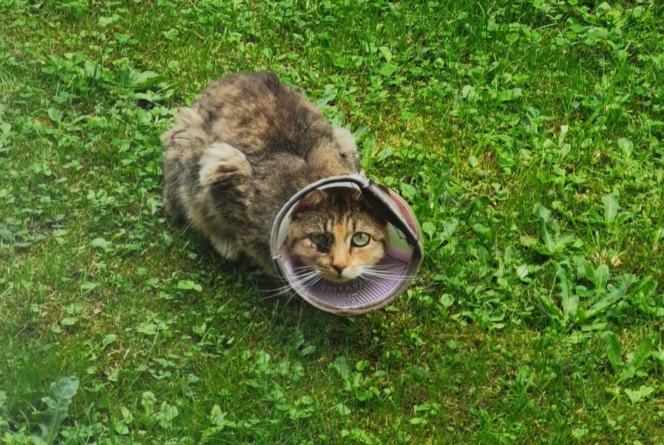 Avviso Ritrovamento Gatto incrocio di razze Femmina La Louvière Belgio Avviso Ritrovamento Gatto incrocio di razze Femmina La Louvière Belgio