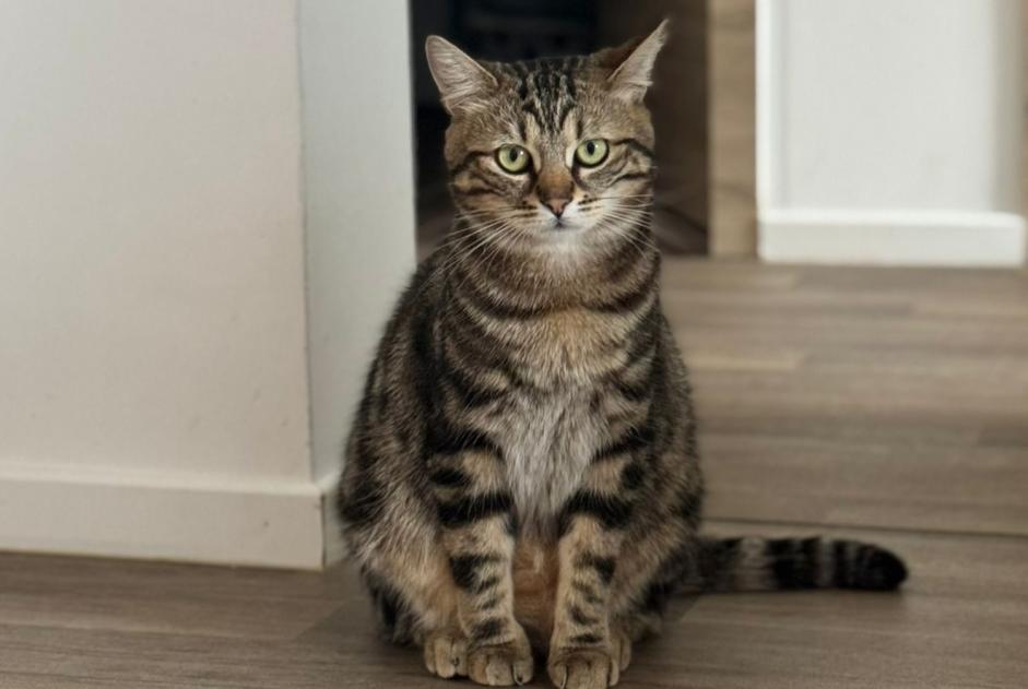 Verdwijningsalarm Kat Vrouwtje , 2 jaar Perwez België Verdwijningsalarm Kat Vrouwtje , 2 jaar Perwez België