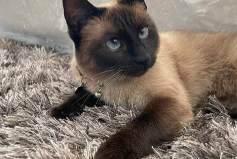 Alerta desaparecimento Gato  Fêmea , 4 anos Zaventem Belgium