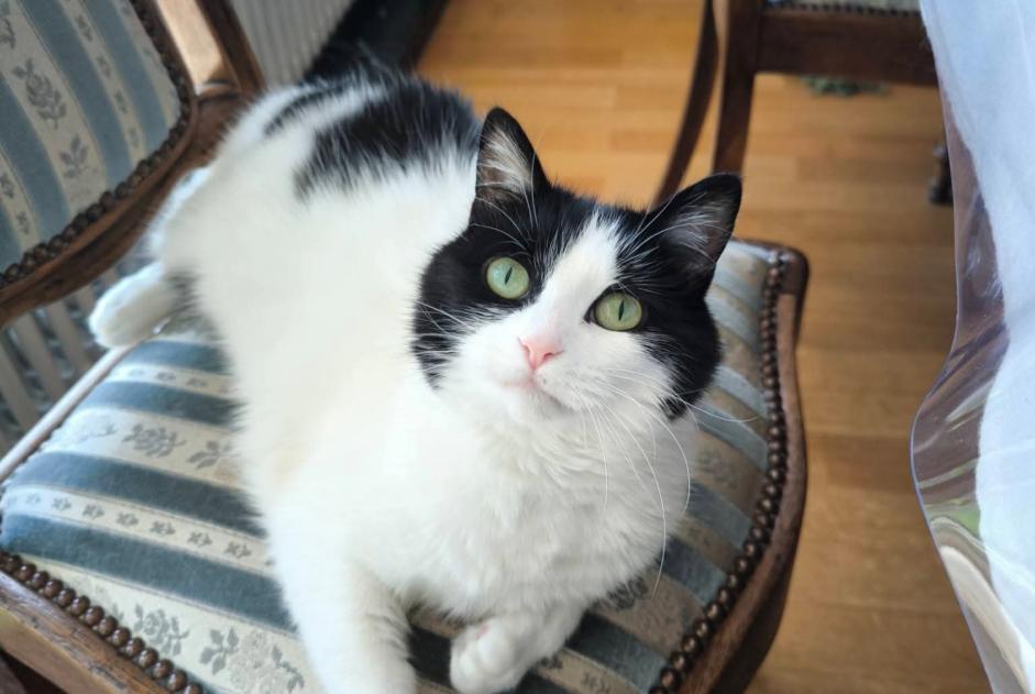 Alerta desaparecimento Gato Fêmea , 6 anos Uccle Belgium