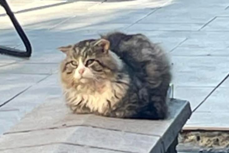 Alerta descoberta Gato Desconhecido Sambreville Belgium Alerta descoberta Gato Desconhecido Sambreville Belgium